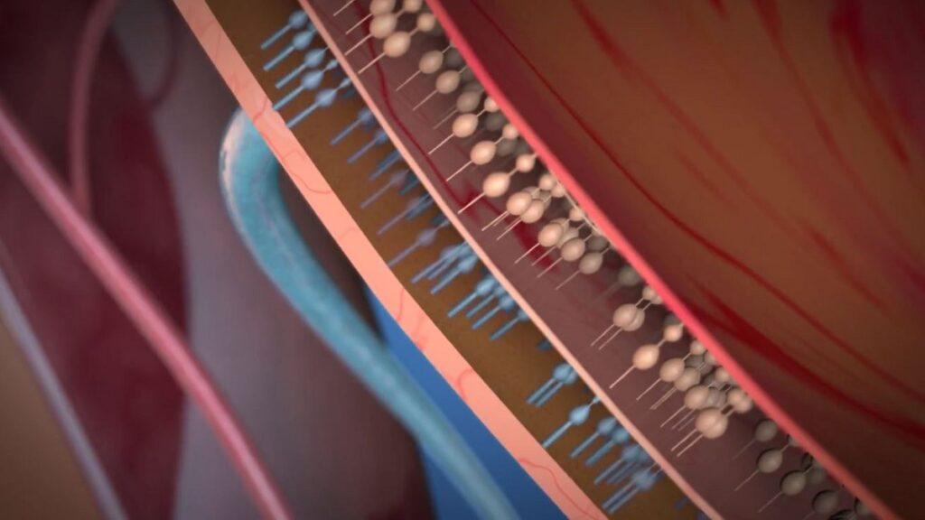 cómo funciona internamente el implante ocular prima